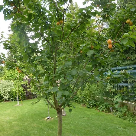 Les D'oriane Chessy (Seine-et-Marne)